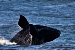 CALF-BREACHING-AUG-2011