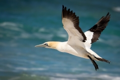 GANNETS-SEPT-2-2013-109