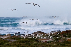KELP-GULLS-WILDSIDE