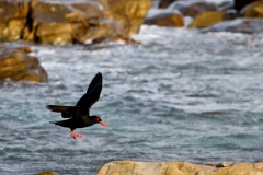 OYSTER-CATCHER-LANDING