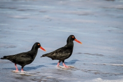 OYSTER-CATCHERS-SFB-2013-027-2